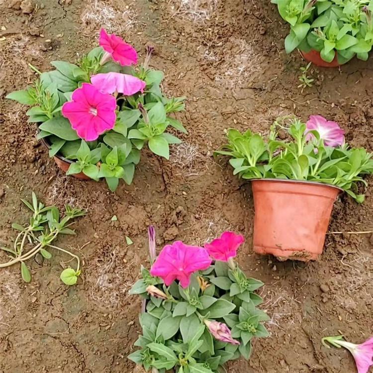 欧润 垂吊牵牛花  绿化工程用牵牛花小苗