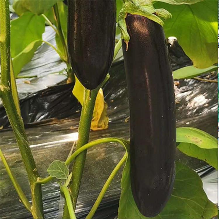 广辰种苗 抗黄萎病茄子苗 嫁接茄子苗 供应种苗 