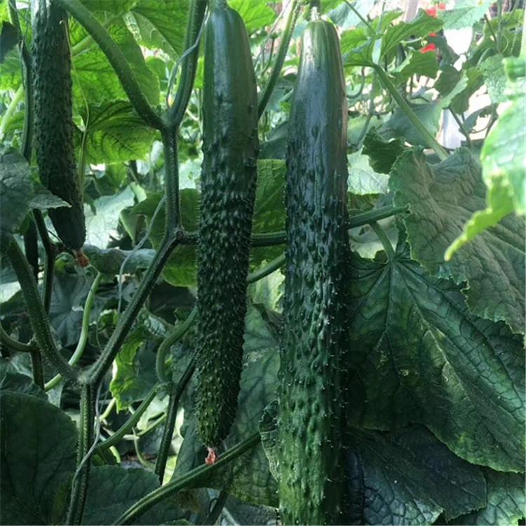 瓜码密黄瓜苗 种苗基地 黑油亮黄瓜品种 强雌黄瓜种苗
