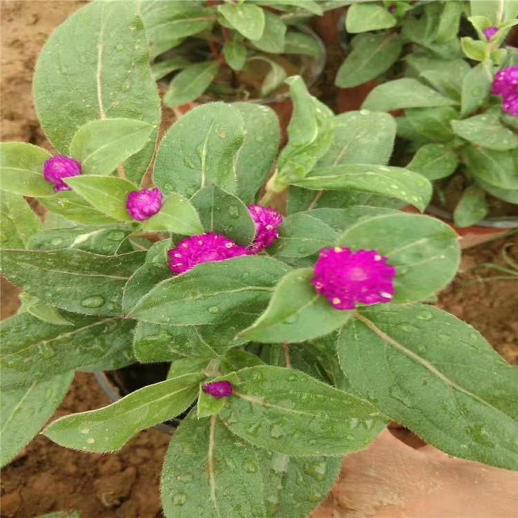 千日红价格 千日红销售 山东千日红种植方法 千日红直销