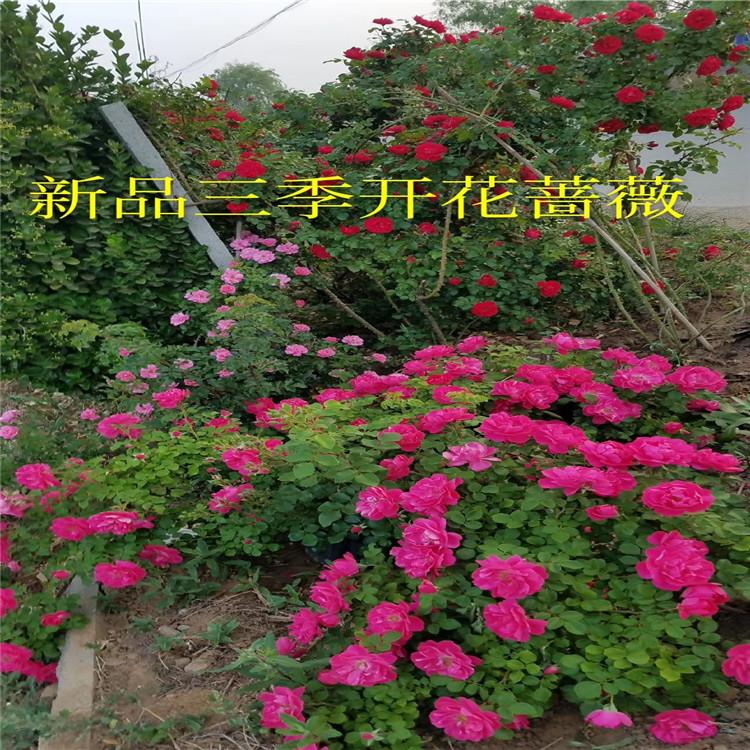 大花蔷薇