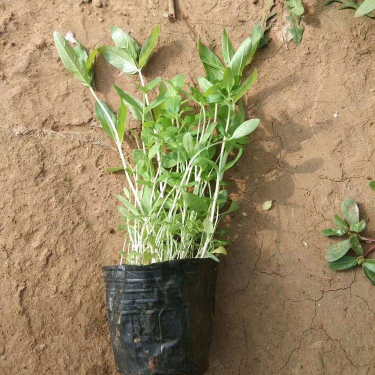 千屈菜批发 千屈草种植 观花千屈菜顺和花卉批发