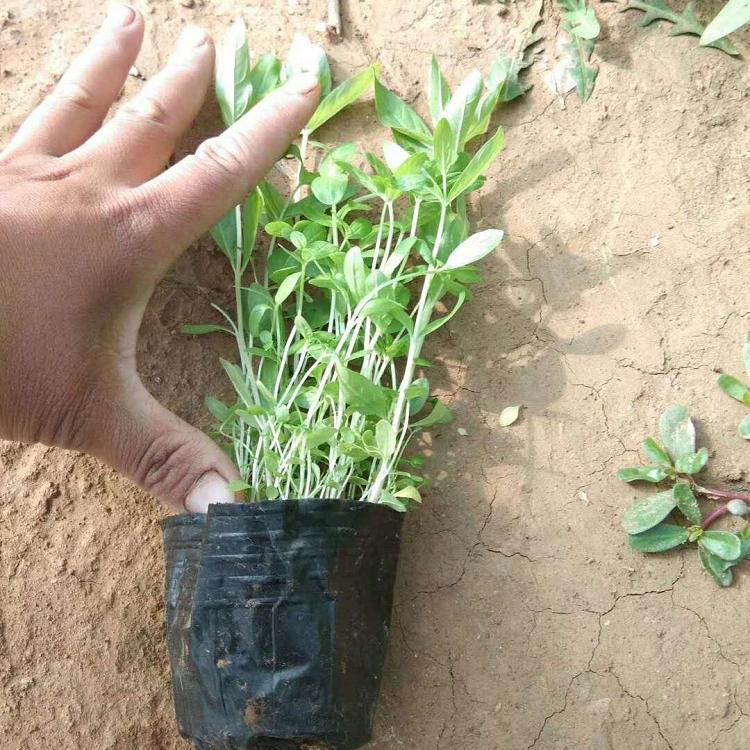 千屈菜 青州花卉基地供应