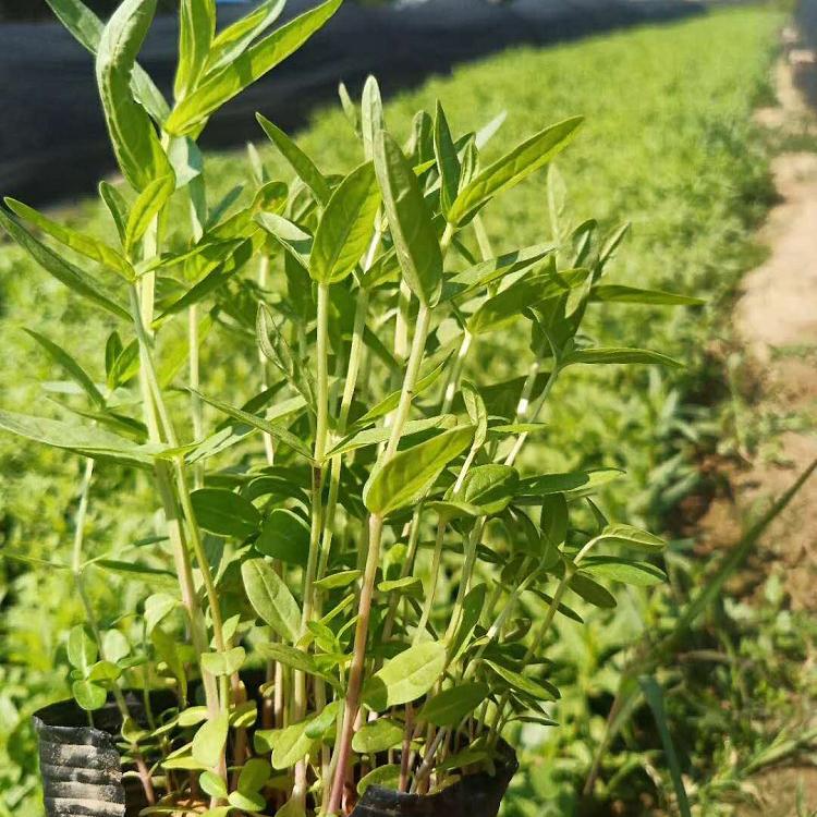 水枝柳 千屈菜多年生草本植物 基地供应【顺和花卉】