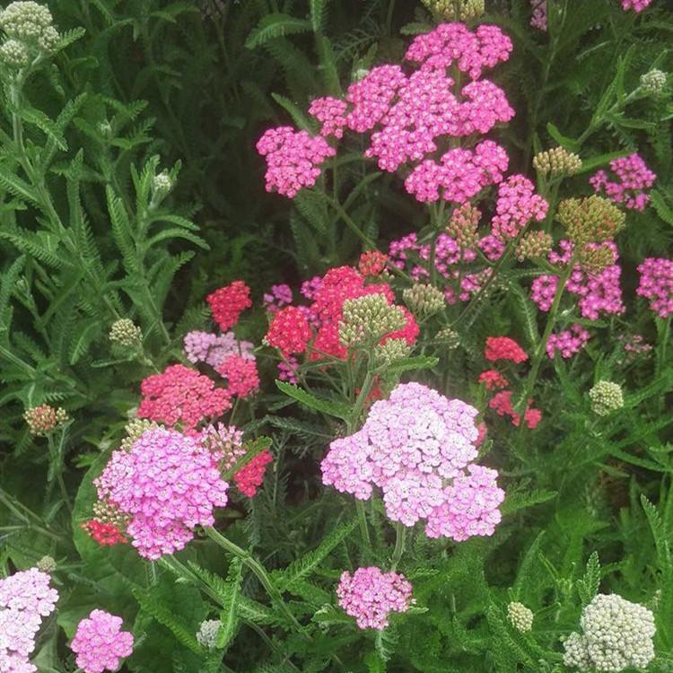 蓍草