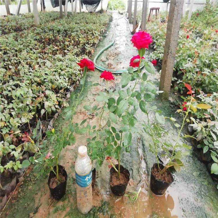 大花月季 大苗圃直供大花月季 大花月季价格 多色大花月季
