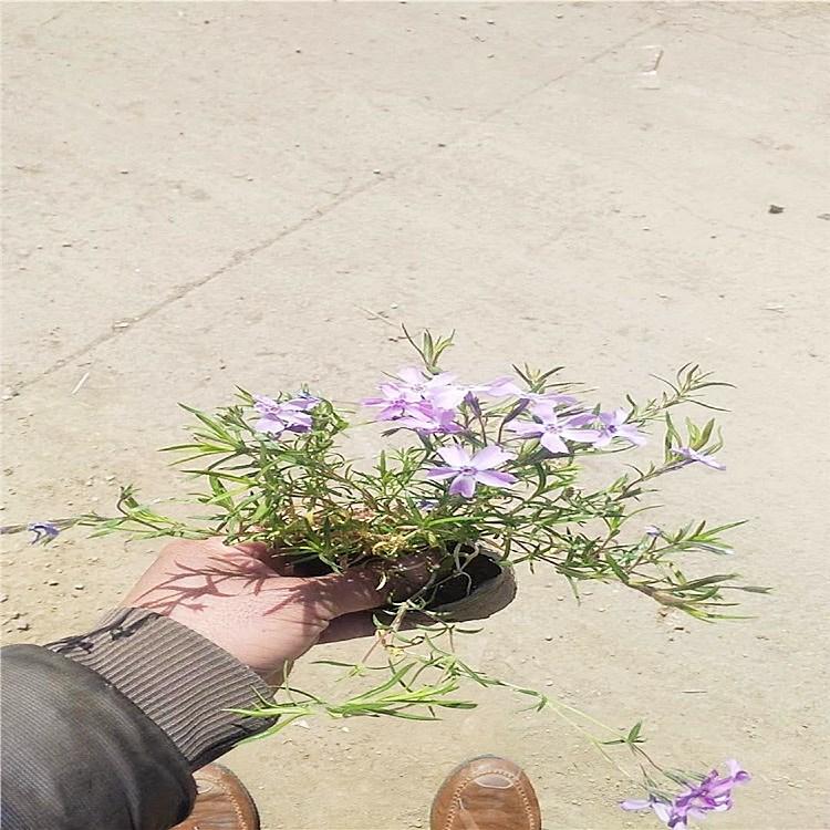 量大优惠 福禄考 福禄考种植基地 青州【启景花卉】福禄考批发商