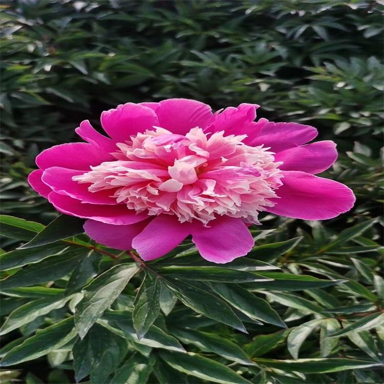 芍药