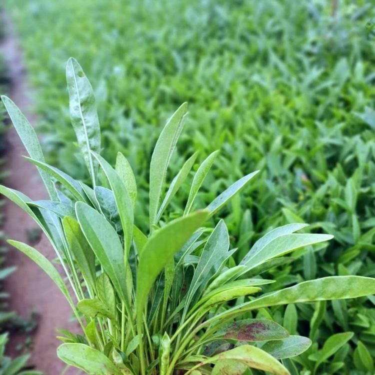 金鸡菊价格 【启景花卉】金鸡菊种植基地 山东金鸡菊