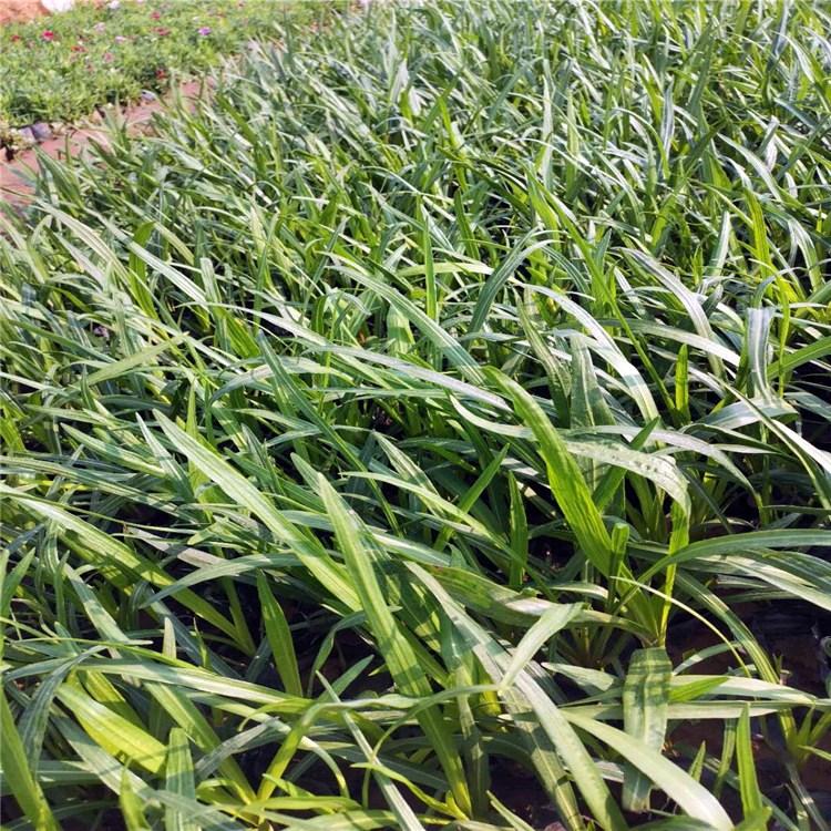 蛇鞭菊出售 山东蛇鞭菊供应商 蛇鞭菊价格