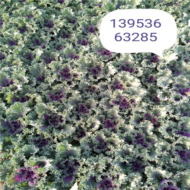 羽衣甘蓝 羽衣甘蓝种植 花镜花带租摆羽衣甘蓝基地报价