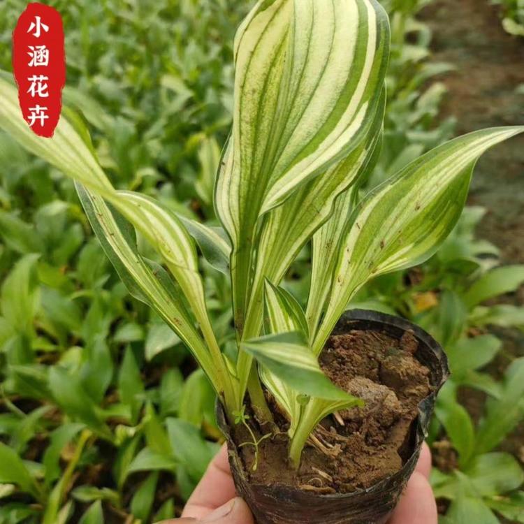 花叶玉簪  优质玉簪  小涵花卉