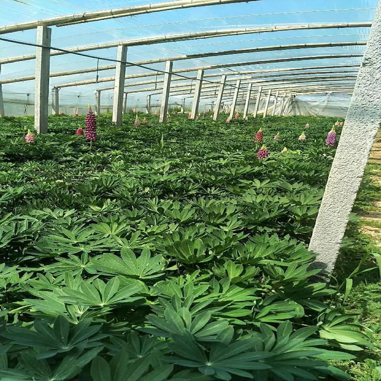 青州羽扇豆价格  鲁冰花价格   基地直销优质羽扇豆  小涵花卉