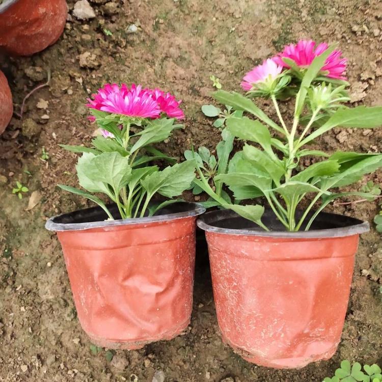 翠菊批发 庭院花卉 青州草花 翠菊