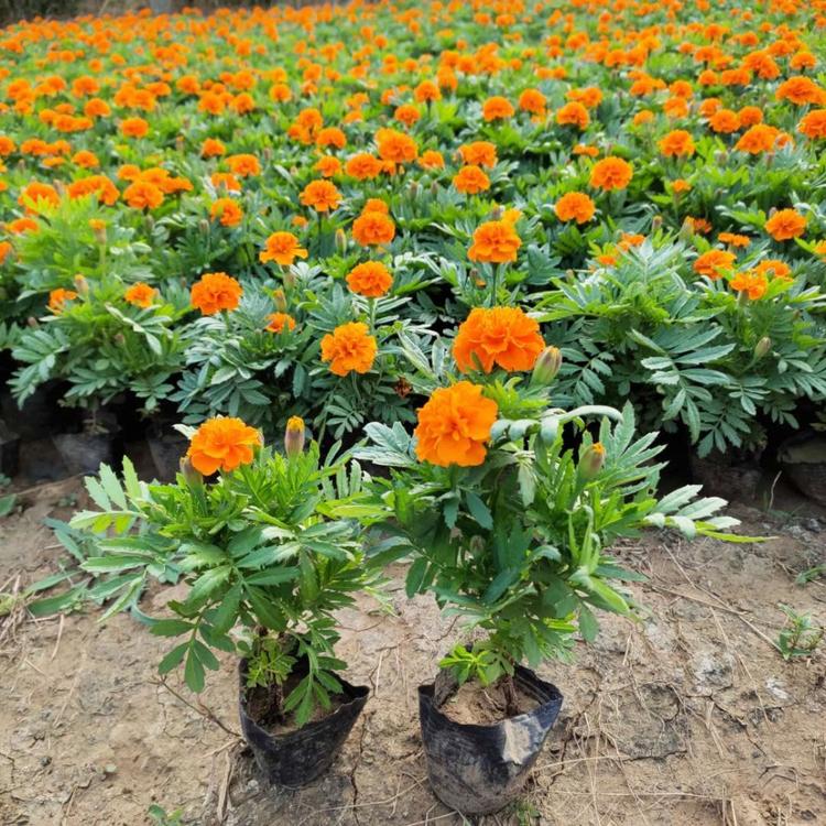 孔雀草批发 孔雀草小盆 草花批发
