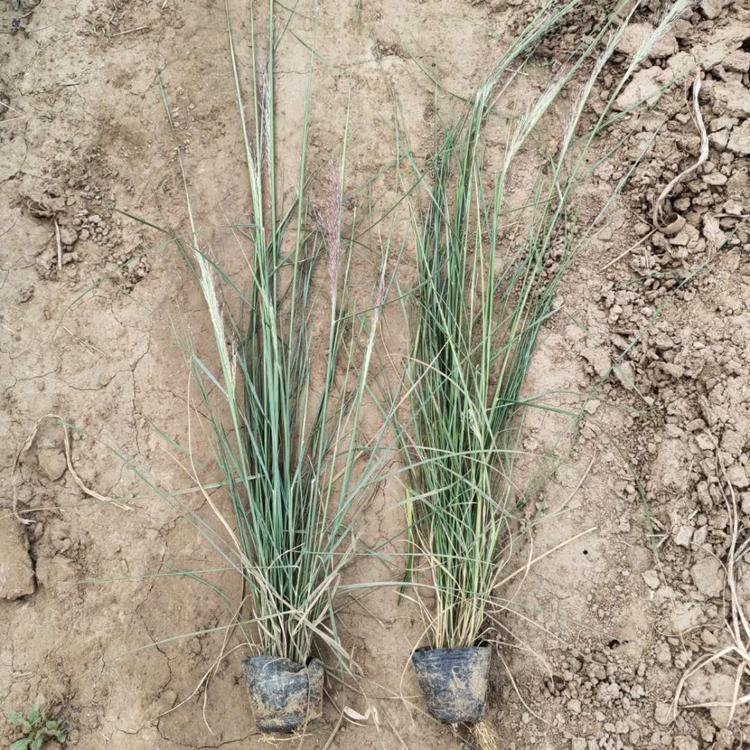 粉黛乱子草种植基地 山东草花粉黛乱子草营养杯 好苗预定