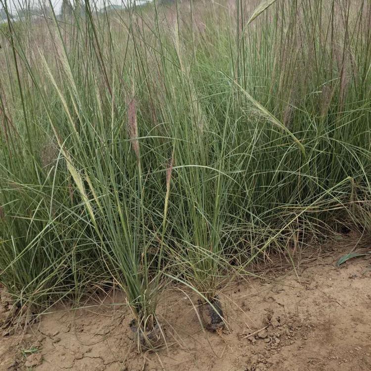 粉黛乱子草种植基地 青州草花粉黛乱子草 欢迎电话联系