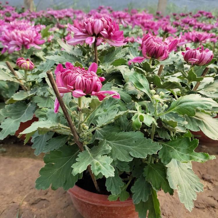 苗圃基地批发 菊花观赏盆栽 菊花种植基地