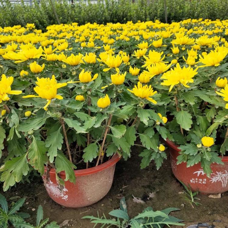 菊花种植基地 大量批发 山东菊花观赏盆栽