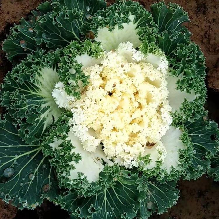 租摆羽衣甘蓝  白色紫色羽衣甘蓝 羽衣甘蓝种植基地