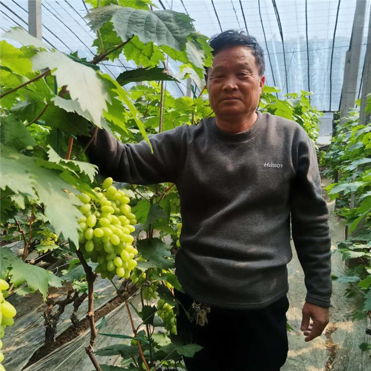 供应 耐运输发货快  金百葡萄 青提葡萄  