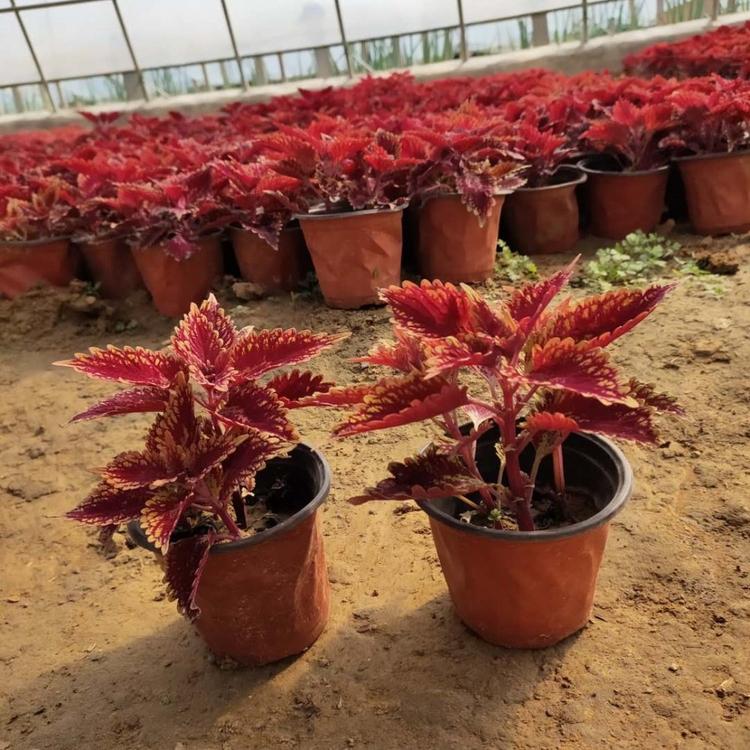 彩叶草销售 苗圃供应 出售彩叶草 青州草花