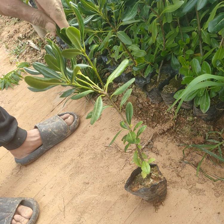 基地直销海桐 种植培育海桐 青州海桐种植基地