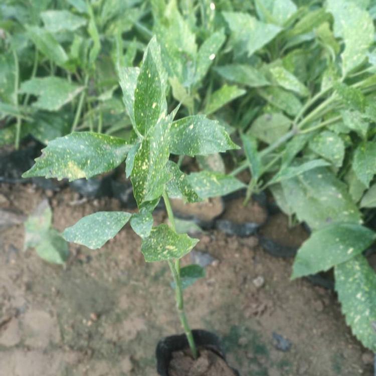 培育洒金珊瑚 洒金珊瑚苗基地 洒金珊瑚基地种植