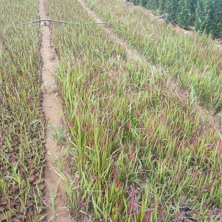 血草小苗 基地种植丛生血草 优价直销血草