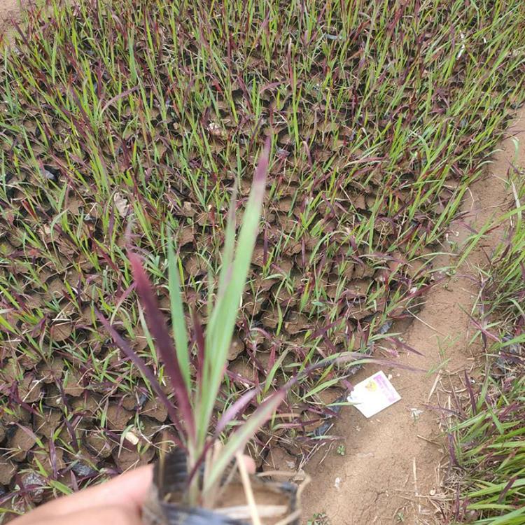 嘉耀血草种植 日本血草批发基地 日本血草批发商