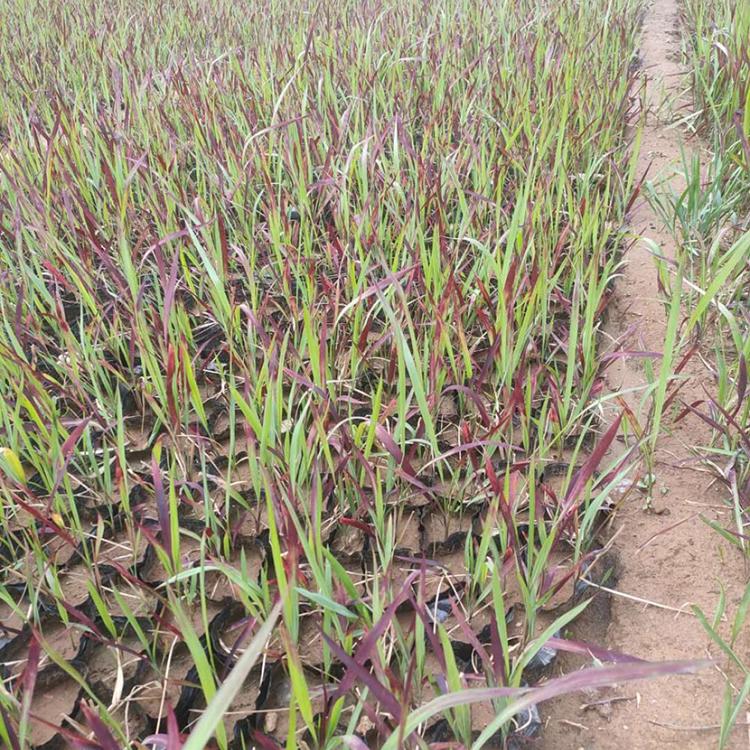 嘉耀基地种植血草 苗圃直销血草 日本血草价格