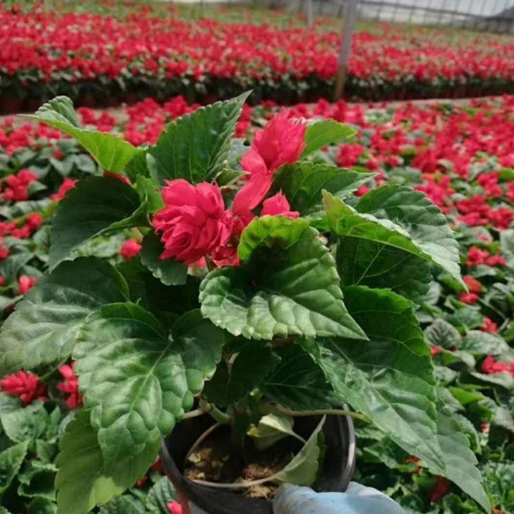 一串红基地 花坛绿化用一串红 基地种植一串红