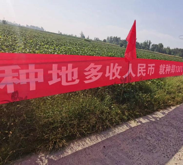 2020年大豆种子新品种郑1307价格 合理 阳光嘉里 厂家直销