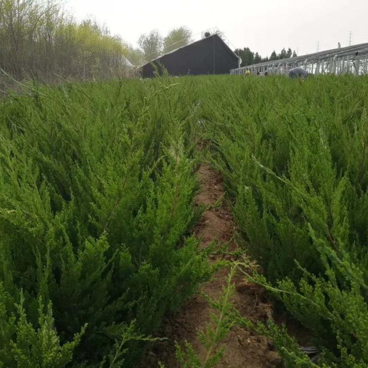 龙柏批发价格  龙柏种植户 绿化苗木