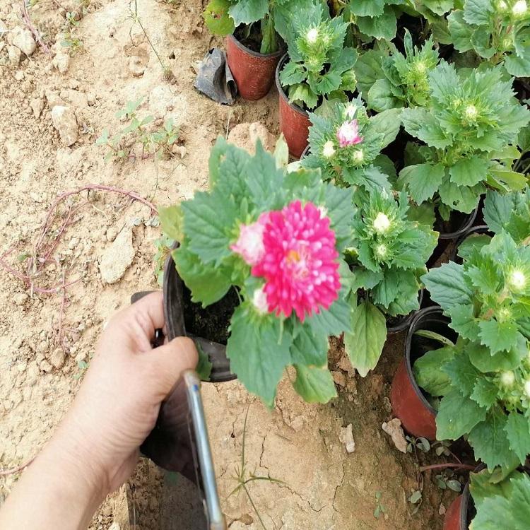 时令草花翠菊  翠菊供应商  苗圃直销
