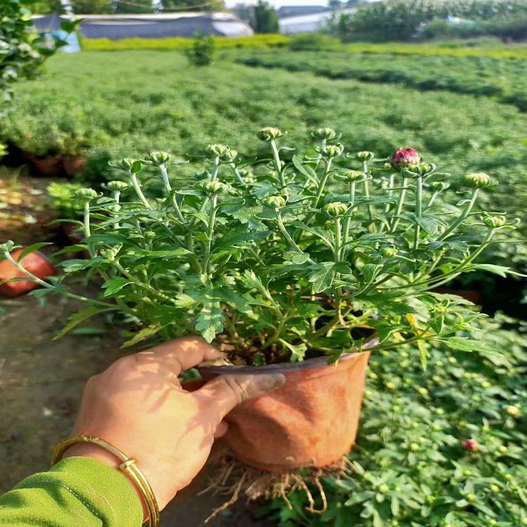 绿化景观用国庆菊  国庆菊培育  国庆菊批发