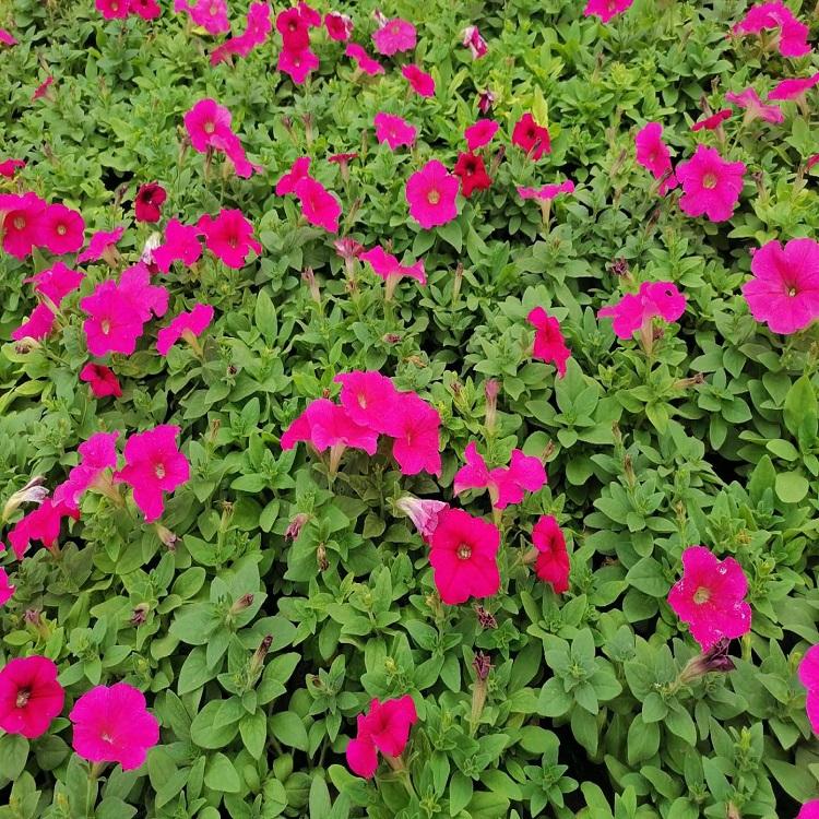 地被牵牛花  垂钓牵牛供应商  牵牛花供应商