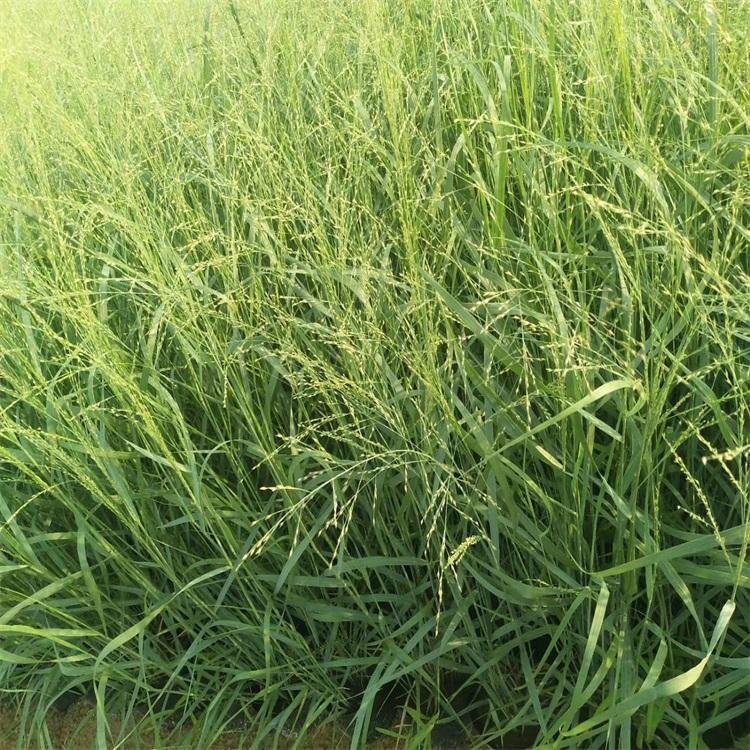 弯叶画眉草