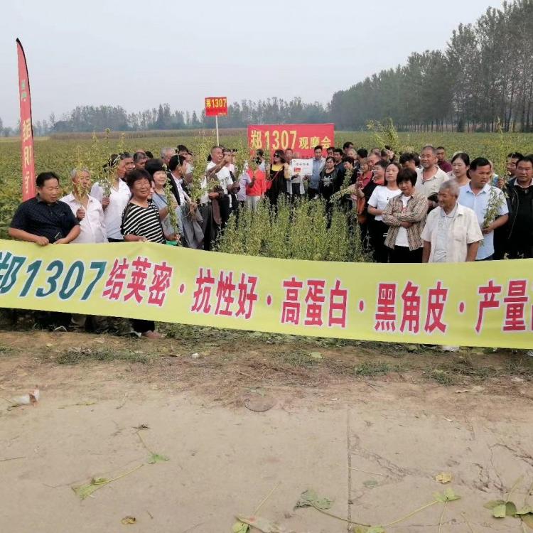 2020年郑1307新品种高产大豆种子  阳光嘉里 厂家直销