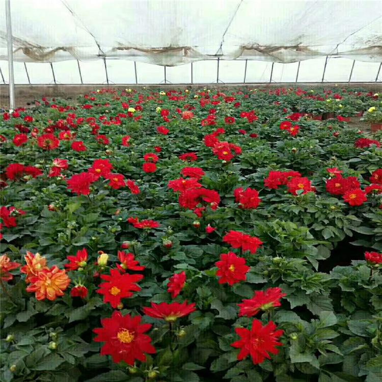 小丽花