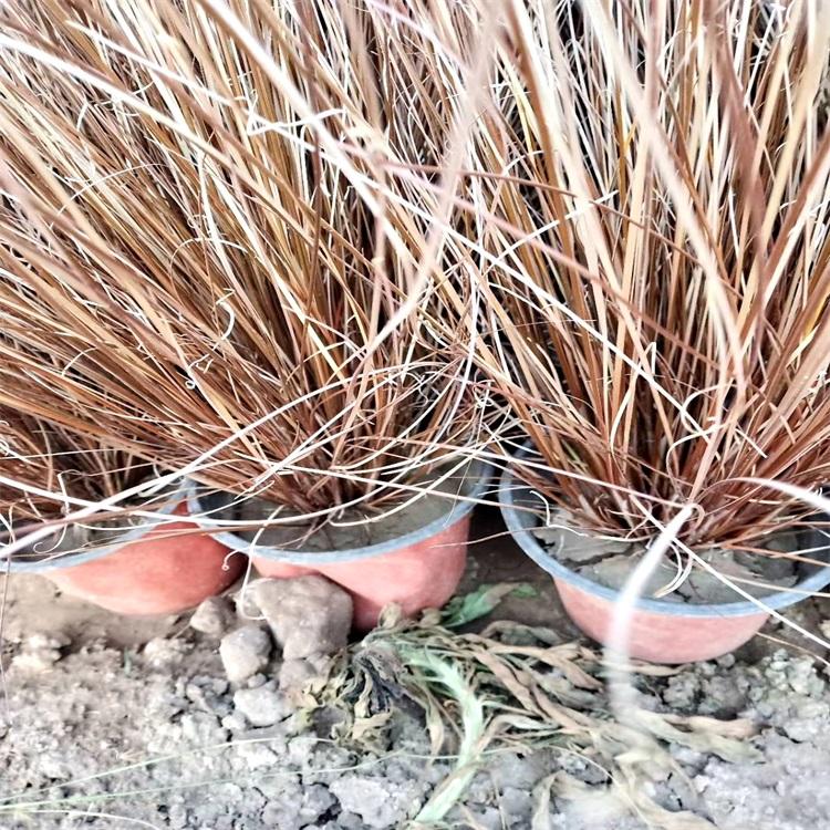 棕红苔草