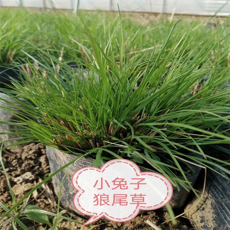 小兔子狼尾草