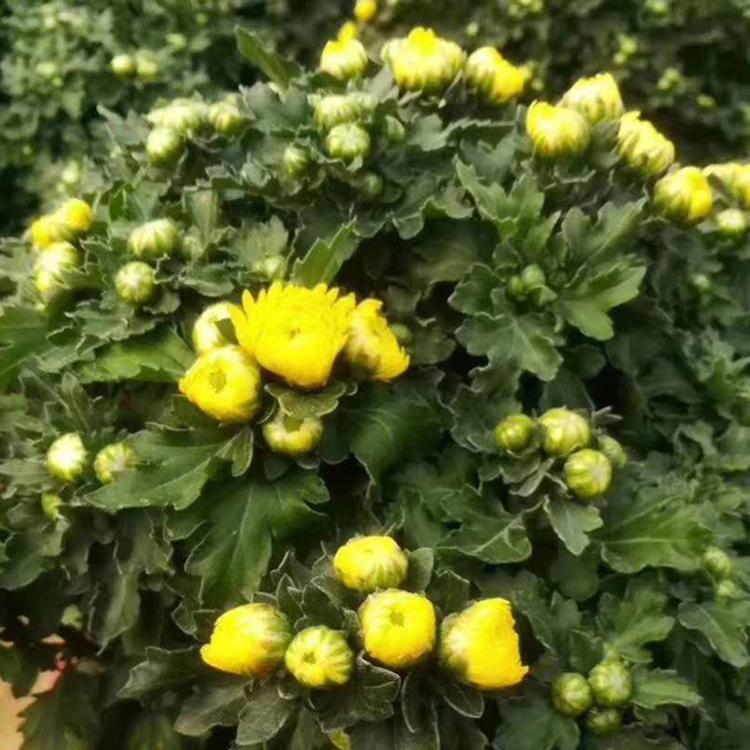 国庆菊盆苗 国庆菊盆苗价格 大量供应国庆菊盆苗