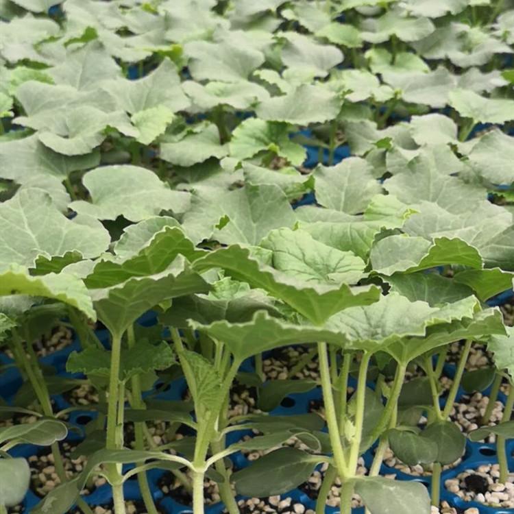 寿光种苗羊角蜜育苗基地供应   寿光种苗羊角蜜