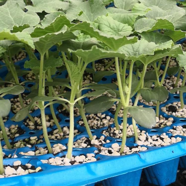 温室大棚种植羊角蜜种苗量大价优   温室大棚种植羊角蜜种苗