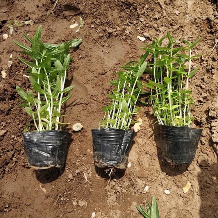 千屈菜 多年生草本植物 顺和花卉基地供应