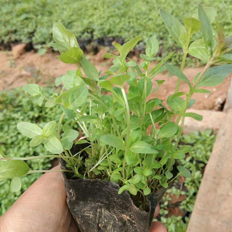 水枝柳批发 青州千屈菜种植基地 优良花卉苗木供应