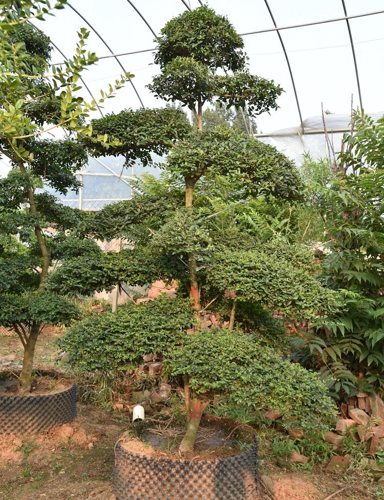 小叶女贞造型树 小叶女贞盆景价格 山东小叶女贞盆景