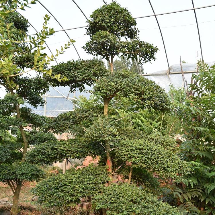 直销小叶女贞盆景 造型好的小叶女贞盆景 小叶女贞盆景基地