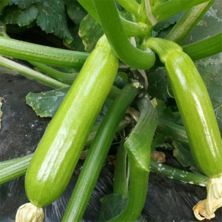 露地西葫芦种子 耐高温西葫芦种子 秋延迟西葫芦